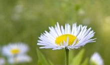 沙漠中优美开心的句子