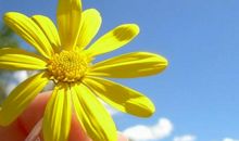 虚假的亲情的句子