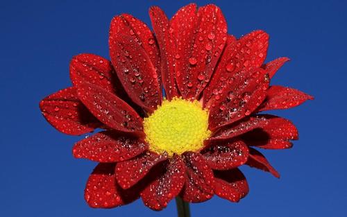 11.家庭之爱是一小勺瓢泼的雨水，在春天漂浮，使孤独和寂寞的人湿润灵魂而变得干燥。