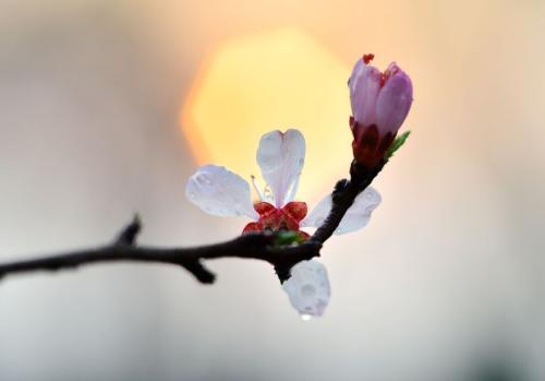 10.笑声为生活带来甜蜜，使它像玫瑰园中的花朵一样芬芳。