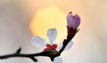 形容花的开心心情的句子