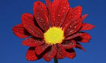 形容亲情不值钱句子