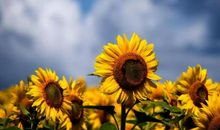 朋友圈说说的好句子