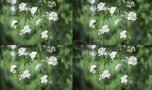 珍惜家人亲情的句子