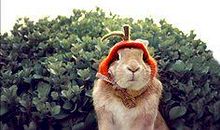 哄小妮开心的句子