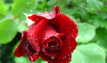 亲情伤透心的句子