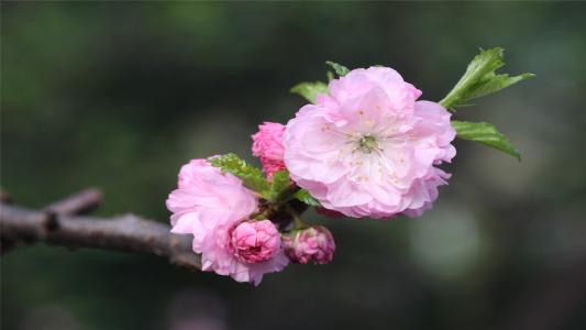 11.事实证明，我认为作为我的亲戚，你是我的依赖，也是我的依赖。我一次又一次地等待着，一次又一次地痛苦着，只是作为回报而感到失望，结局使我总是无言以对。