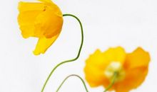 有关童趣与亲情的句子