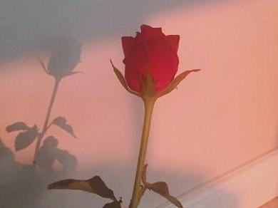 8.人格是一个人最难的王牌。性格的好坏决定生活的成就。高素质的人，无论走到哪里，看起来都像自己的光芒，在人群中熠熠生辉，即使没有竞争或争夺，也总会有高贵的人来帮助，过上安逸的生活。不管起点和终点如何，人们只会忠于品格。