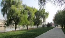 关于柳树的句子