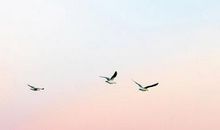 关于真爱的句子亲情的