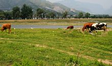 描写故乡的句子20句