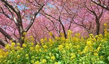 描写春天景物的句子