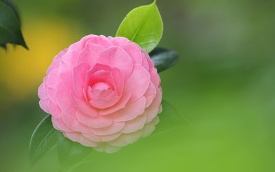 12.世界上所有的荣耀和骄傲都来自母亲。 -高尔基