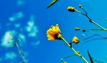 关于爱亲情团结的句子