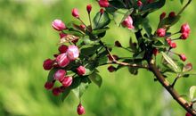 描写春日的句子