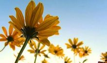 形容满脸开心的句子