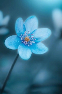 10.鸟类有一个温暖的家，雨儿有一个快乐的家，花儿有一个美丽的家，我有一个温暖的家...生活有自己的家。