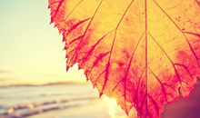 晚餐吃得很开心的句子