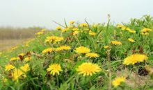 描写野菊的句子