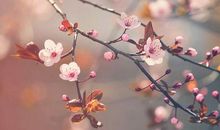 唱歌为了开心的句子