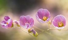 有关爱亲情的句子