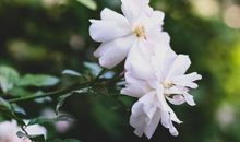 夸朋友漂亮开心的句子