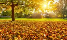 描写落叶优美的句子