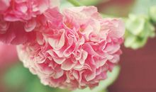 幸福很简单亲情的经典句子