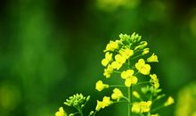 自己皮一下很开心的句子