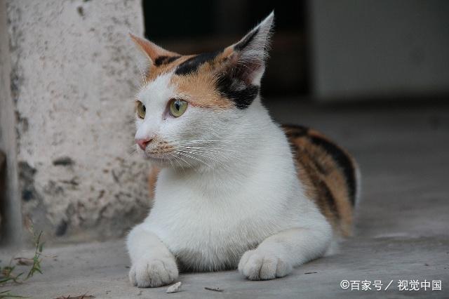 描述小猫的句子1