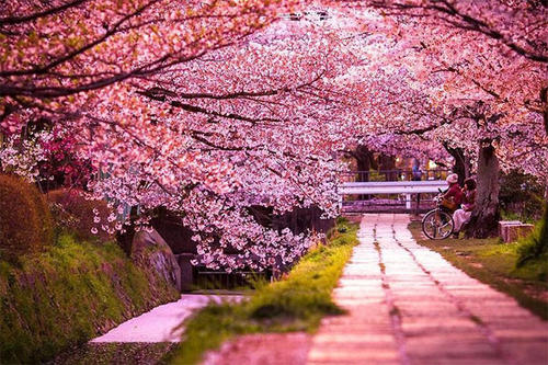 12.好花盛开，名字叫勿忘我。一堆好梦总是伴随着幸福；一场阵阵大雨，心情总是湿润的；如果您相信每一篇文章，您将很幸运！祝福是持续不断的，幸福总是联系在一起的！