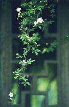 10.家庭之爱是西西里岛的落日，缠绵却绚丽；