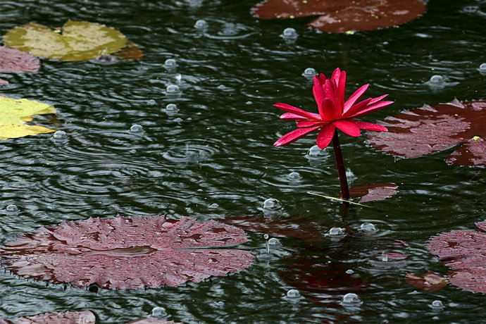 写雨句