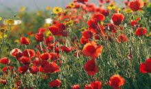 跟他在一起特别开心的句子