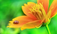 做人要开心的句子