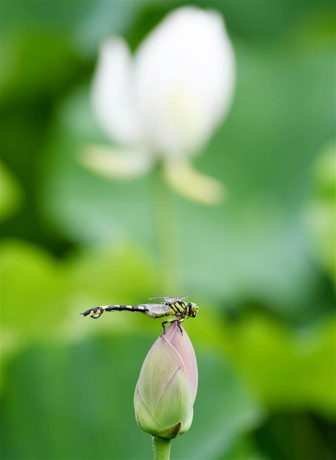 端午节的祝福1