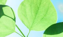 亲情煽情催泪的句子