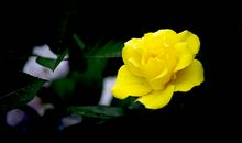 描写春色的句子