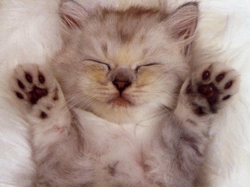 关于猫1的句子
