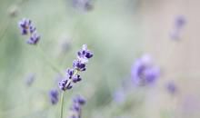 亲情和和谐的兄弟家人的句子