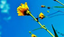 描述开心的笑的句子