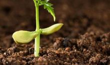 有关土壤的句子