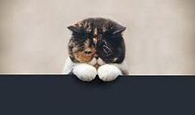 写出开心幽默正能量的句子