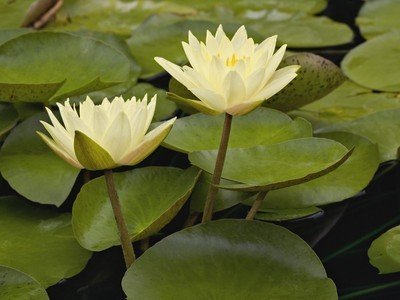 11.将您的想法折叠成纸鹤，随风跳舞，表达您的担忧，将您的想法扔到空中，在天上飞，传播友谊，将您的想法编辑成文字，送上祝福，想念我的朋友，祝您每一个一天所有人都心情愉快，如果有任何事情，请随时与我联系！
