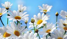 追求开心的句子