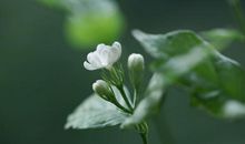 形容小朋友笑容开心的句子 孩子的笑容是最美的说说