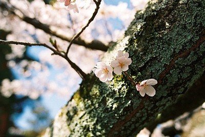 与花有关的名言2