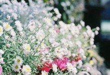 与花有关的名言1
