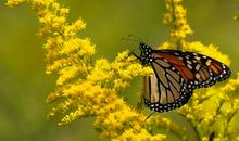 关于夏末的优美句子